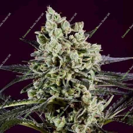 OG Kush x SCBDX Feminized Marijuana Strain by Super CBDx For Sale Online at Cannabis Seeds Outlet