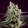 OG Kush x SCBDX Feminized Marijuana Strain by Super CBDx For Sale Online at Cannabis Seeds Outlet