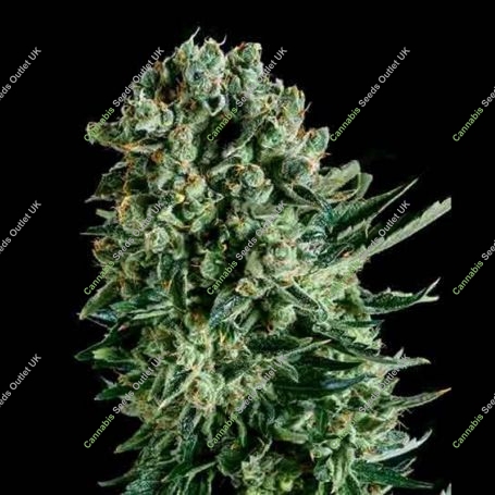 Queen Mother x SCBDX Feminized Marijuana Strain by Super CBDx For Sale Online at Cannabis Seeds Outlet