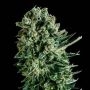 Queen Mother x SCBDX Feminized Marijuana Strain by Super CBDx For Sale Online at Cannabis Seeds Outlet