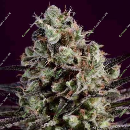 Royal Purple Kush x SCBDX Feminized Marijuana Strain by Super CBDx For Sale Online at Cannabis Seeds Outlet