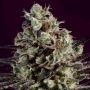 Royal Purple Kush x SCBDX Feminized Marijuana Strain by Super CBDx For Sale Online at Cannabis Seeds Outlet