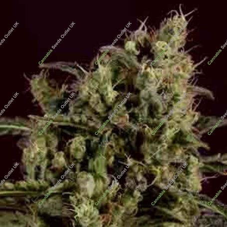 Sage n Sour x SCBDX Feminized Marijuana Strain by Super CBDx For Sale Online at Cannabis Seeds Outlet