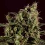Sage n Sour x SCBDX Feminized Marijuana Strain by Super CBDx For Sale Online at Cannabis Seeds Outlet