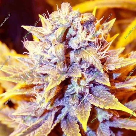 San Francisco OG x SCBDX Feminized Marijuana Strain by Super CBDx For Sale Online at Cannabis Seeds Outlet