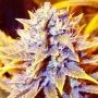 San Francisco OG x SCBDX Feminized Marijuana Strain by Super CBDx For Sale Online at Cannabis Seeds Outlet