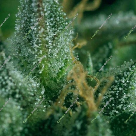 Skunk No1 x SCBDX Feminized Marijuana Strain by Super CBDx For Sale Online at Cannabis Seeds Outlet