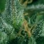 Skunk No1 x SCBDX Feminized Marijuana Strain by Super CBDx For Sale Online at Cannabis Seeds Outlet