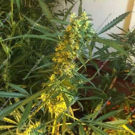 Somango x SCBDX Feminized Marijuana Strain by Super CBDx For Sale Online at Cannabis Seeds Outlet