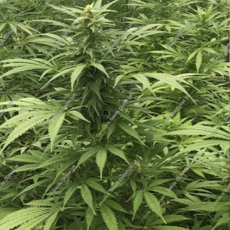 Sour Diesel x SCBDX Feminized Marijuana Strain by Super CBDx For Sale Online at Cannabis Seeds Outlet