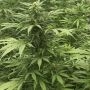 Sour Diesel x SCBDX Feminized Marijuana Strain by Super CBDx For Sale Online at Cannabis Seeds Outlet