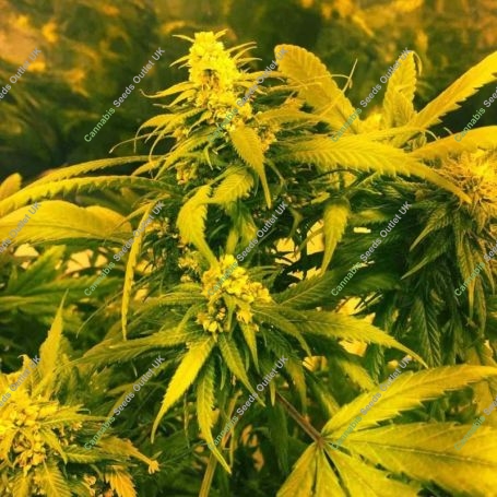 Super Silver Haze x SCBDX Feminized Marijuana Strain by Super CBDx For Sale Online at Cannabis Seeds Outlet