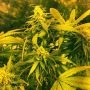 Super Silver Haze x SCBDX Feminized Marijuana Strain by Super CBDx For Sale Online at Cannabis Seeds Outlet