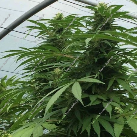 Sweet Cheese x SCBDX Feminized Marijuana Strain by Super CBDx For Sale Online at Cannabis Seeds Outlet