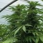 Sweet Cheese x SCBDX Feminized Marijuana Strain by Super CBDx For Sale Online at Cannabis Seeds Outlet