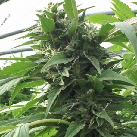 Sweet Tooth x SCBDX Feminized Marijuana Strain by Super CBDx For Sale Online at Cannabis Seeds Outlet