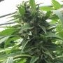 Sweet Tooth x SCBDX Feminized Marijuana Strain by Super CBDx For Sale Online at Cannabis Seeds Outlet