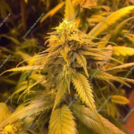 White Widow x SCBDX Feminized Marijuana Strain by Super CBDx For Sale Online at Cannabis Seeds Outlet