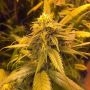 White Widow x SCBDX Feminized Marijuana Strain by Super CBDx For Sale Online at Cannabis Seeds Outlet