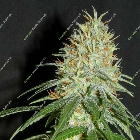 7th Wave Feminized Marijuana Strain by Super Strains For Sale Online at Cannabis Seeds Outlet