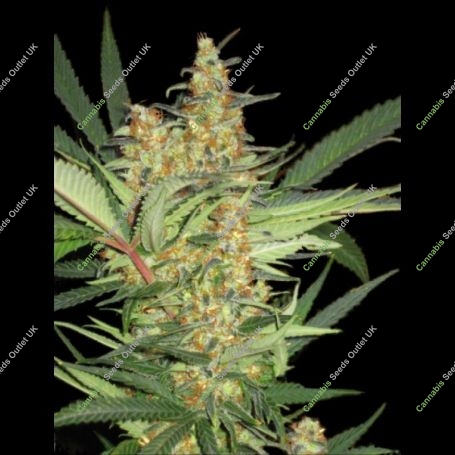 Amajikoym Feminized Marijuana Strain by Super Strains For Sale Online at Cannabis Seeds Outlet