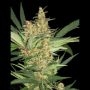 Amajikoym Feminized Marijuana Strain by Super Strains For Sale Online at Cannabis Seeds Outlet