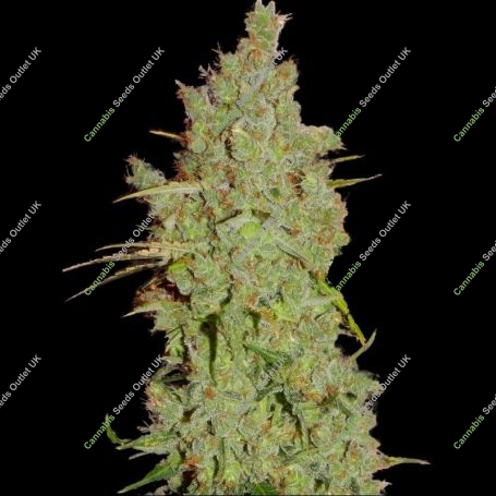Amnesia Feminized Marijuana Strain by Super Strains For Sale Online at Cannabis Seeds Outlet