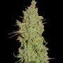 Amnesia Feminized Marijuana Strain by Super Strains For Sale Online at Cannabis Seeds Outlet