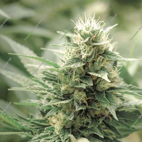 CBD Agartha Feminized Marijuana Strain by Super Strains For Sale Online at Cannabis Seeds Outlet