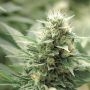 CBD Agartha Feminized Marijuana Strain by Super Strains For Sale Online at Cannabis Seeds Outlet