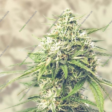 CBD Saga Feminized Marijuana Strain by Super Strains For Sale Online at Cannabis Seeds Outlet