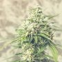 CBD Saga Feminized Marijuana Strain by Super Strains For Sale Online at Cannabis Seeds Outlet