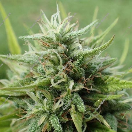Cookies Krush Feminized Marijuana Strain by Super Strains For Sale Online at Cannabis Seeds Outlet