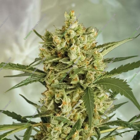 Crackers Feminized Marijuana Strain by Super Strains For Sale Online at Cannabis Seeds Outlet