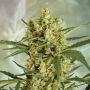 Crackers Feminized Marijuana Strain by Super Strains For Sale Online at Cannabis Seeds Outlet