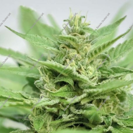 DFA Auto Feminized Marijuana Strain by Super Strains For Sale Online at Cannabis Seeds Outlet