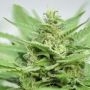 DFA Auto Feminized Marijuana Strain by Super Strains For Sale Online at Cannabis Seeds Outlet