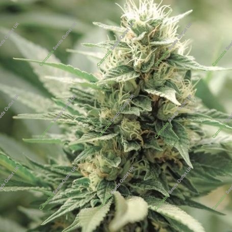 Eden CBD Feminized Marijuana Strain by Super Strains For Sale Online at Cannabis Seeds Outlet