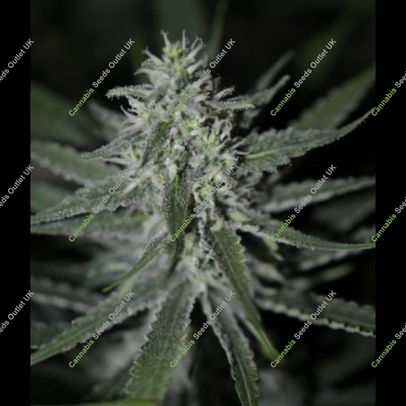 Fini Automatic Feminized Marijuana Strain by Super Strains For Sale Online at Cannabis Seeds Outlet