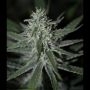 Fini Automatic Feminized Marijuana Strain by Super Strains For Sale Online at Cannabis Seeds Outlet