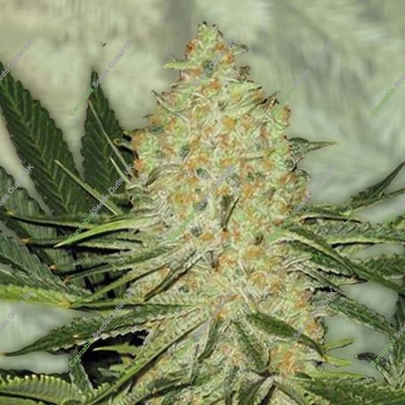 El Cucaracha Feminized Marijuana Strain by Super Strains For Sale Online at Cannabis Seeds Outlet