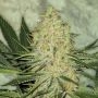 El Cucaracha Feminized Marijuana Strain by Super Strains For Sale Online at Cannabis Seeds Outlet