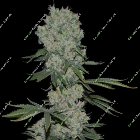 Enemy of The State Feminized Marijuana Strain by Super Strains For Sale Online at Cannabis Seeds Outlet