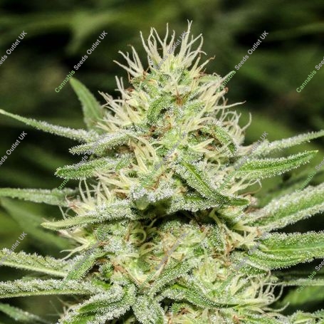 Enemys Dream Feminized Marijuana Strain by Super Strains For Sale Online at Cannabis Seeds Outlet