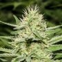 Enemys Dream Feminized Marijuana Strain by Super Strains For Sale Online at Cannabis Seeds Outlet