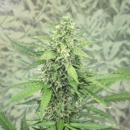 Hermana De La Noche Feminized Marijuana Strain by Super Strains For Sale Online at Cannabis Seeds Outlet