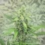 Hermana De La Noche Feminized Marijuana Strain by Super Strains For Sale Online at Cannabis Seeds Outlet