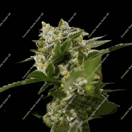 Ibiza Farmers Feminized Marijuana Strain by Super Strains For Sale Online at Cannabis Seeds Outlet