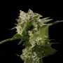 Ibiza Farmers Feminized Marijuana Strain by Super Strains For Sale Online at Cannabis Seeds Outlet