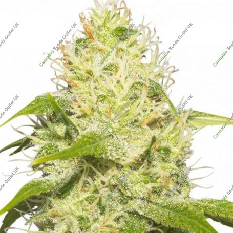 La Jefa Feminized Marijuana Strain by Super Strains For Sale Online at Cannabis Seeds Outlet